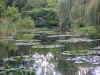 monets lilly pond.JPG (188253 bytes)